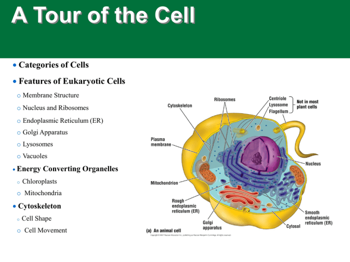 Tour of an animal cell structures and functions bioflix tutorial