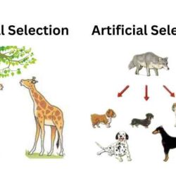 Gizmo evolution natural and artificial selection