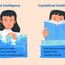 Inteligencia cristalizada y fluida ejemplos