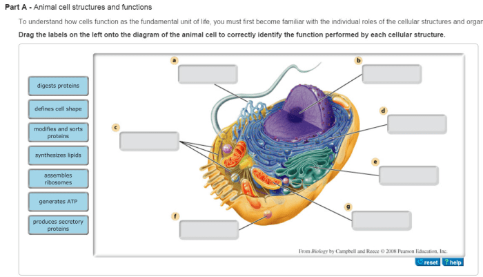 Tour of an animal cell structures and functions bioflix tutorial